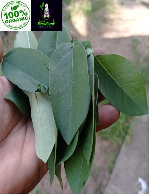 Ceylon Natural Quality Fresh Dried Gliricidia Sepium (Ginisiria) Leaves 200g