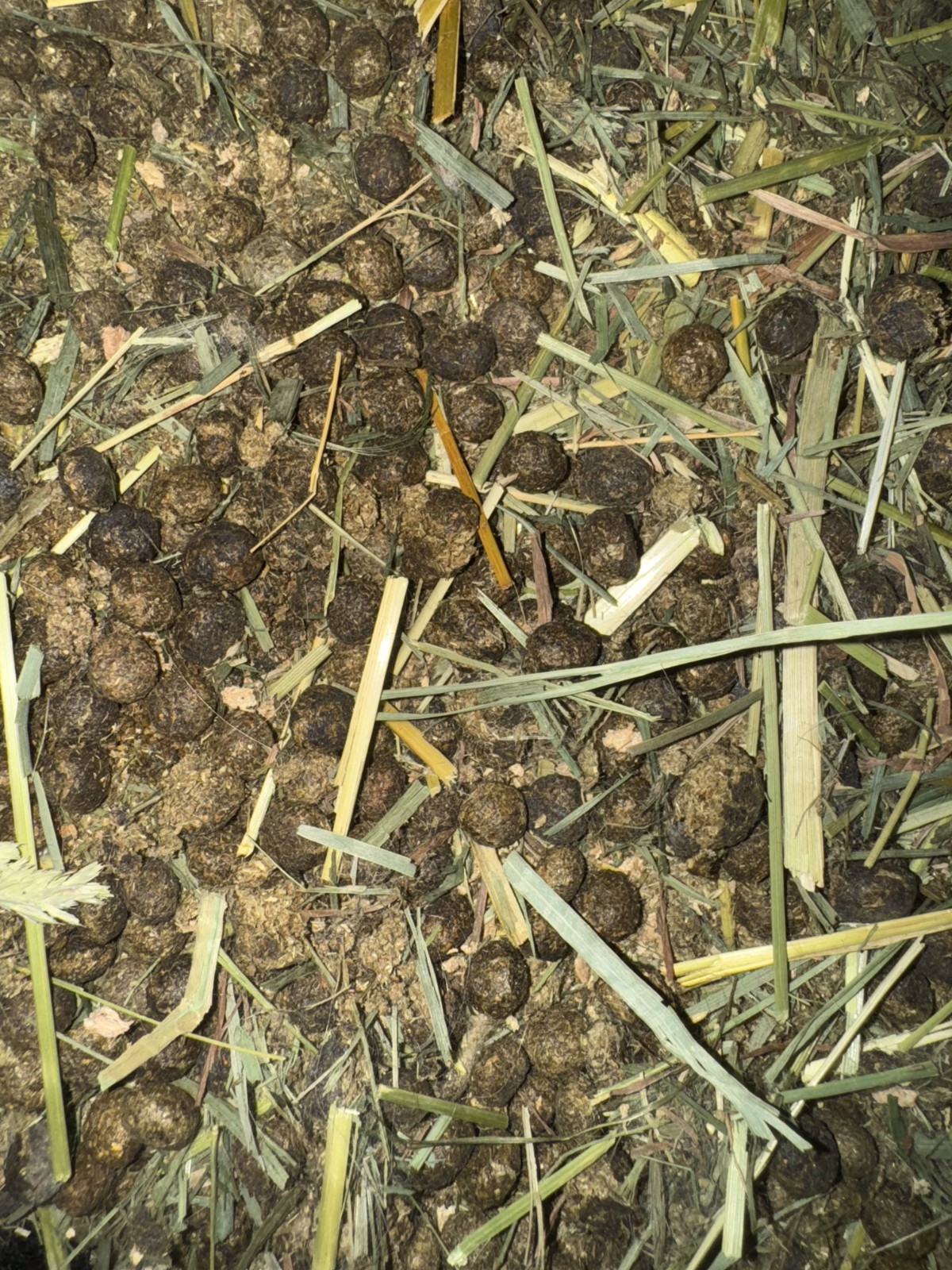 Organic Rabbit Manure/Compost- Various Sizes Available- Please Read Description!