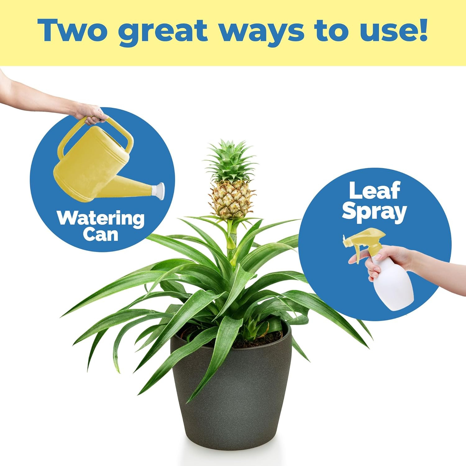 Pineapple Fertilizer – Liquid Plant Food for Bigger Fruit, Stronger Root Develop