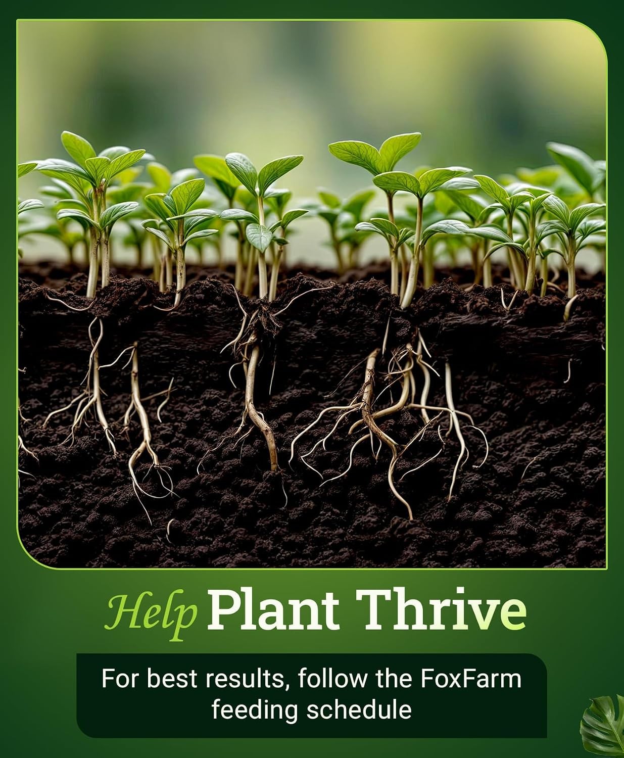 Bush Doctor Kangaroots Root Drench Inoculant – Enhances Efficiency Immediate