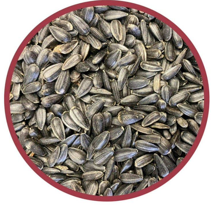Pennington Select Black Oil Sunflower Seed Dry Wild Bird Feed, 20 lb. Bag, 1 Pac