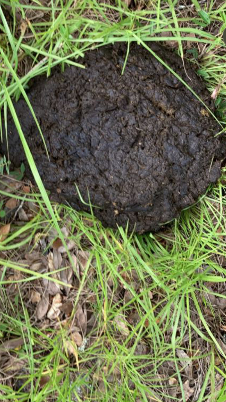 cow manure – 20lb – organic fertilizer- compost -fresh from cow pasture