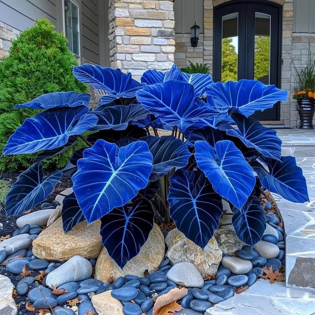 200+ Seeds Perennial Hosta Flower Seed for Planting Outdoors Garden Beauties