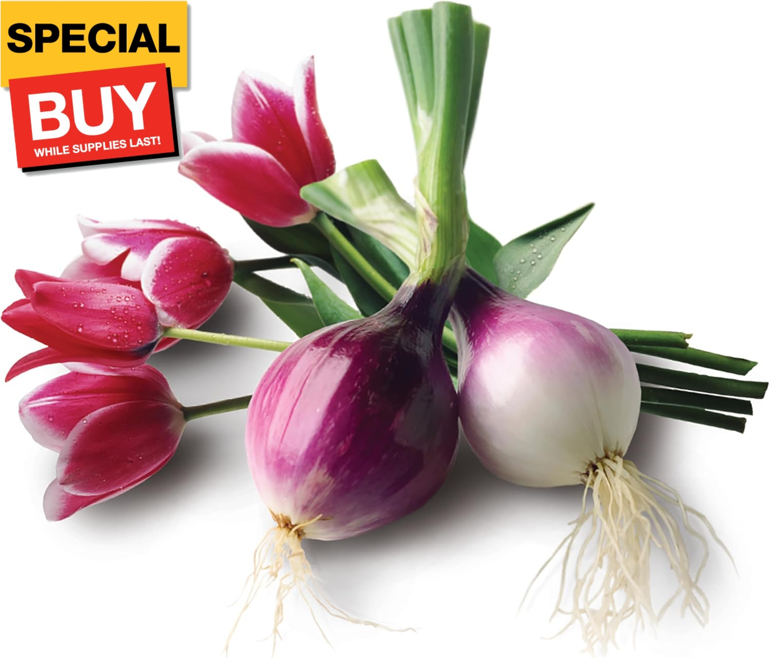 Granular Bone Meal Fertilizer, Strong Root Development for Bulbs, Tomatoes, Rose