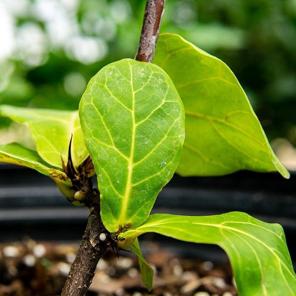 Liquid Fiddle Leaf Fig Fertilizer 2 Pack Concentrated Plant Food Leaf Booster
