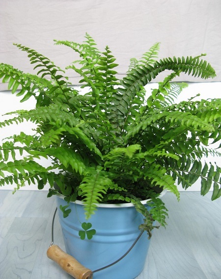 (12) ea Jobe’s 05101 30 Pack Fern & Palm Fertilizer Plant Food Spikes