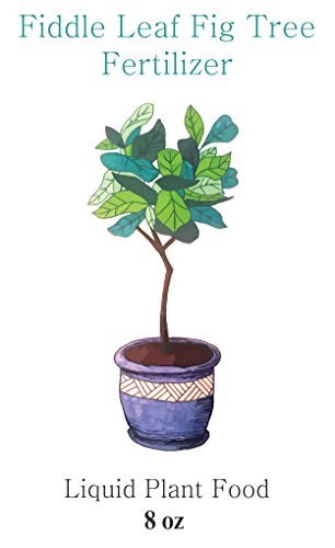 Fiddle Leaf Fig Fertilizer 3-1-2 Liquid Plant Food for Ficus Indoor Trees 8oz