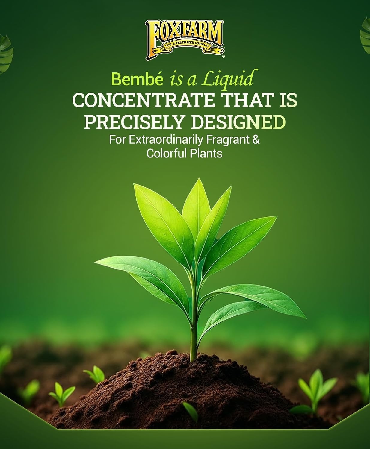 Easy-To-Use Bush Doctor Bembé Liquid Fertilizer – Boost Harvest Flavor & Growth
