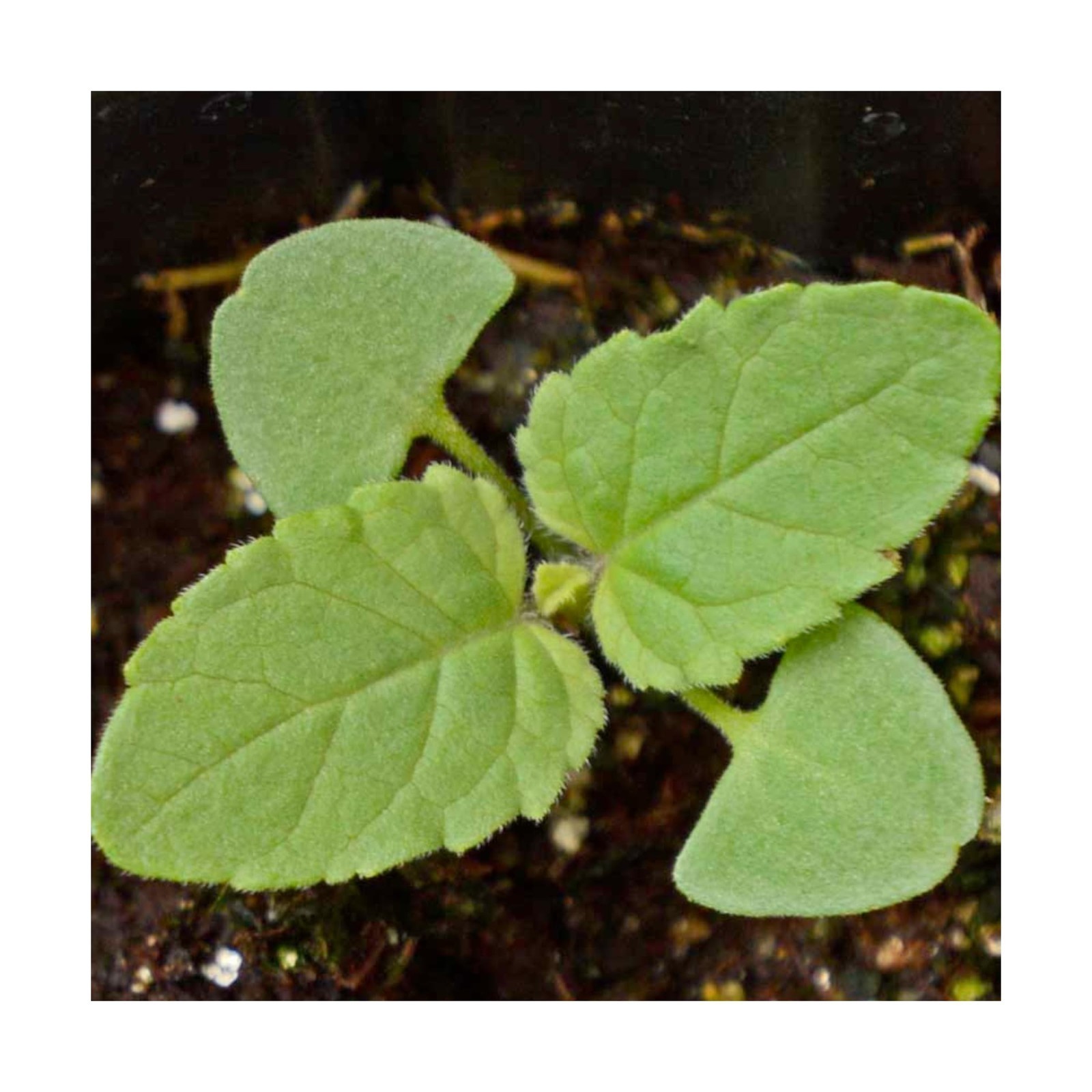 Seed Needs, Scarlet Red Sage Seeds – 800 Heirloom Seeds for Planting Salvia c…