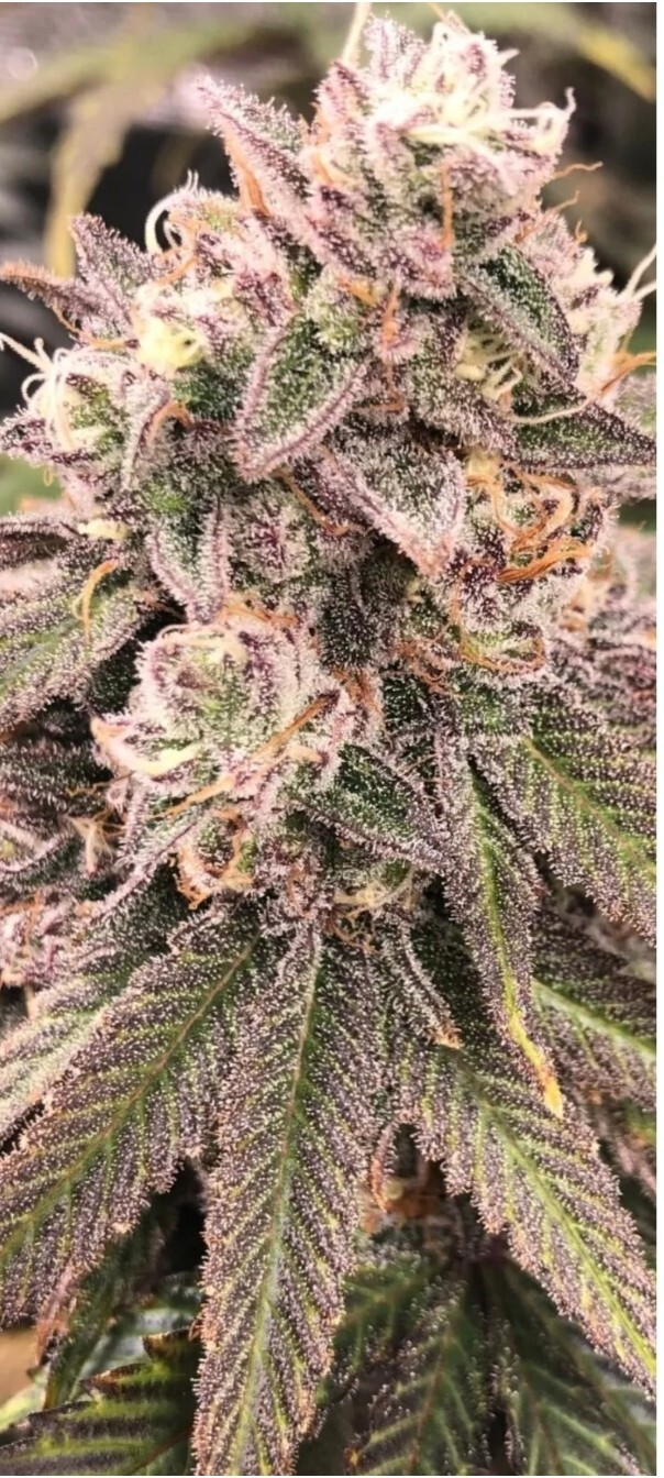 Real Growers RECHARGE – 30g SAMPLE Makes 12 gal free Ship ✔️