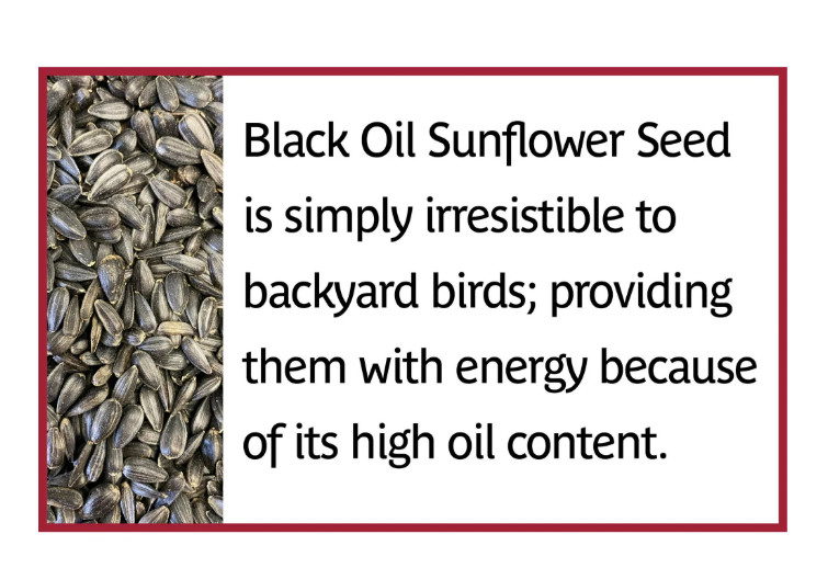 (3 pack) Pennington Select Black Oil Sunflower Seed Wild Bird Dry Feed, 10 lb.