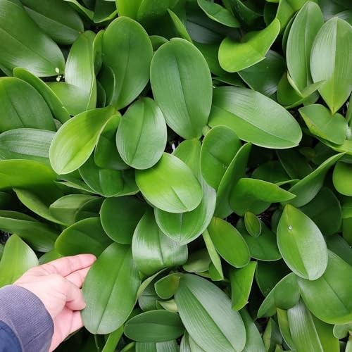 Cross Exotics Orchid Fuel 8 oz Liquid Fertilizer 13-15-19 for RO/Rain/Tap Water