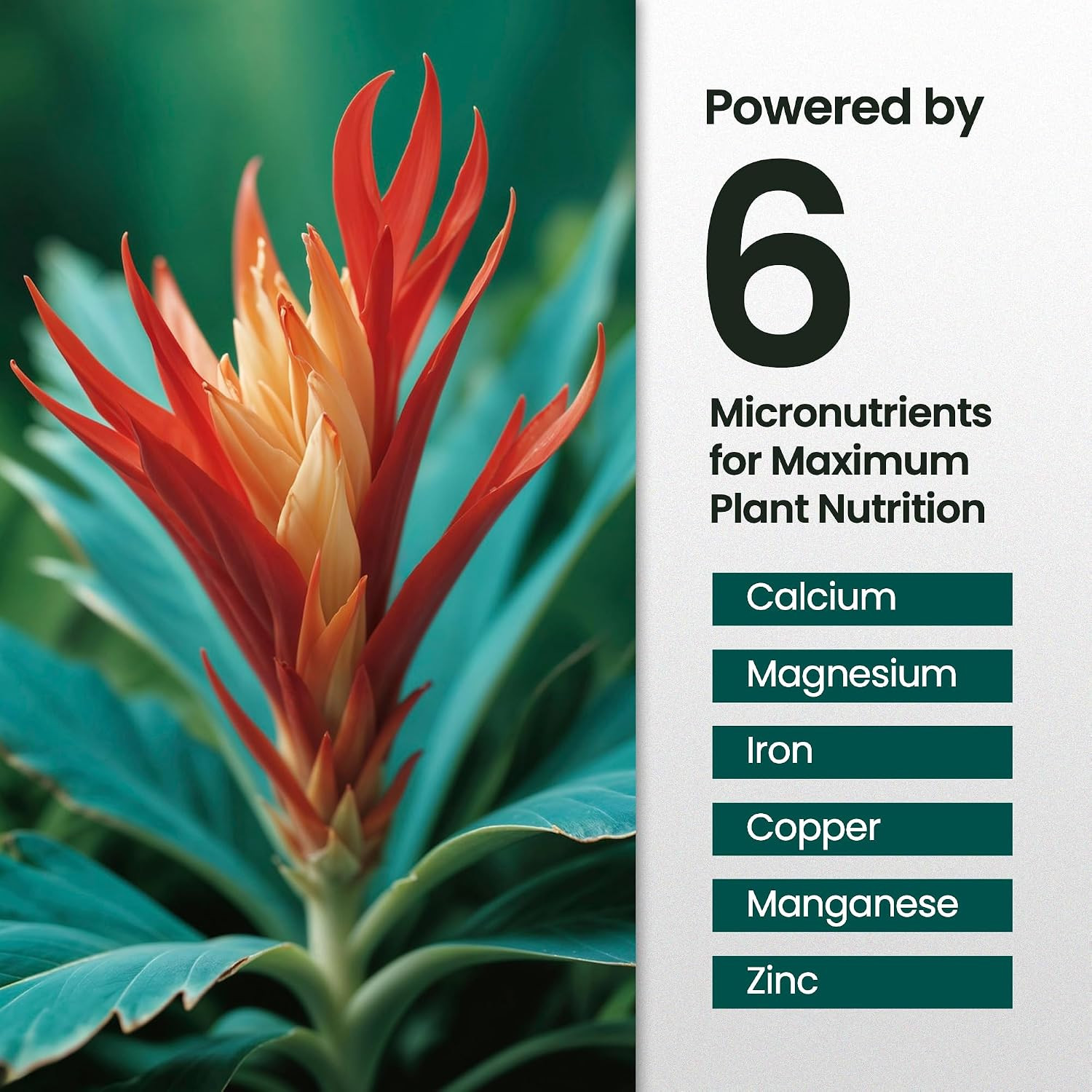 16Oz Bromeliad Fertilizer – Makes 24 Gallons of Liquid Bromeliad Plant Fertilize