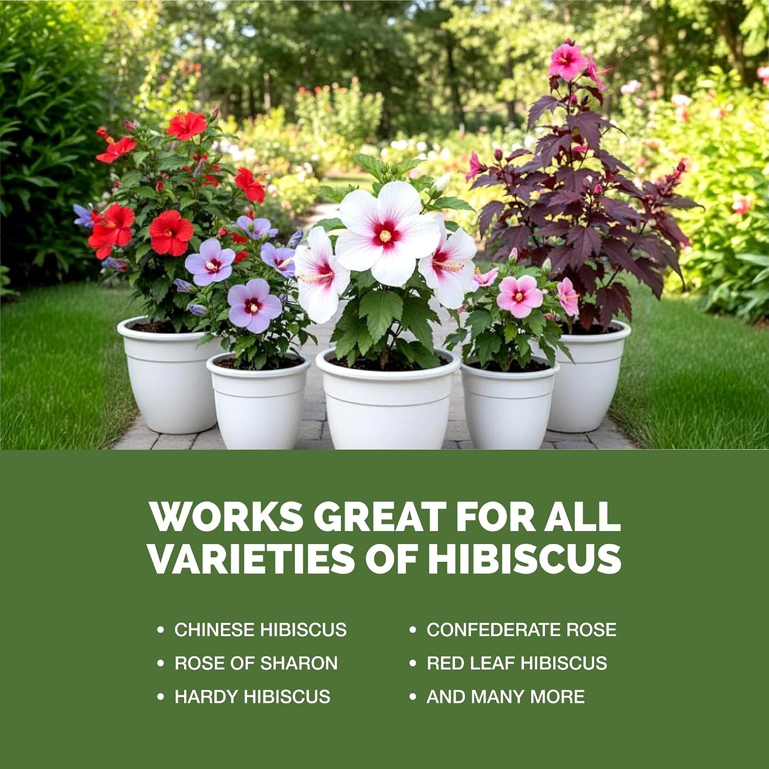 Hibiscus Fertilizer – Liquid Plant Food for More Blooms, 8 oz | Supports Vibr…