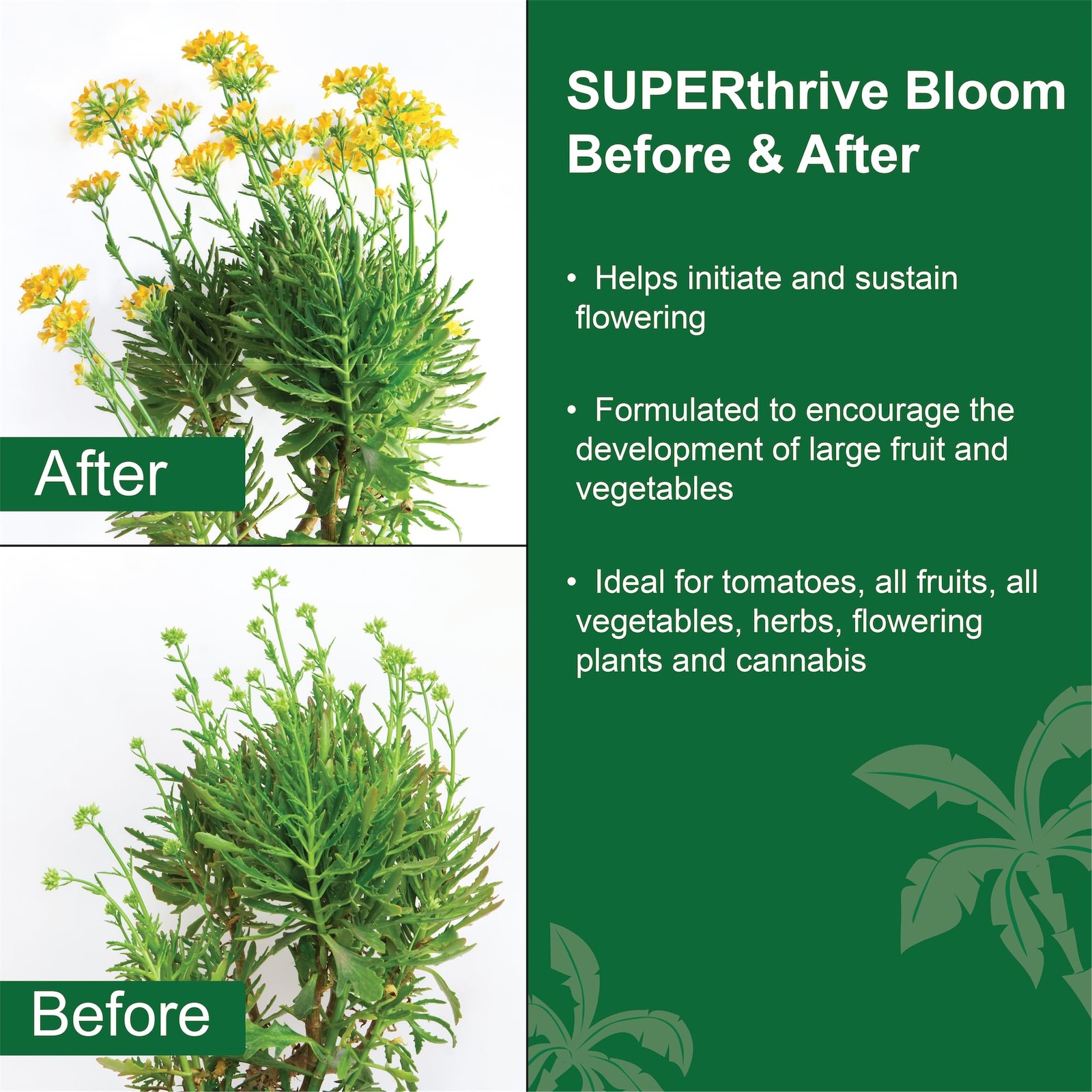 “Bloom Plant Food 3126 for Thriving Gardens 1 Quart Size”