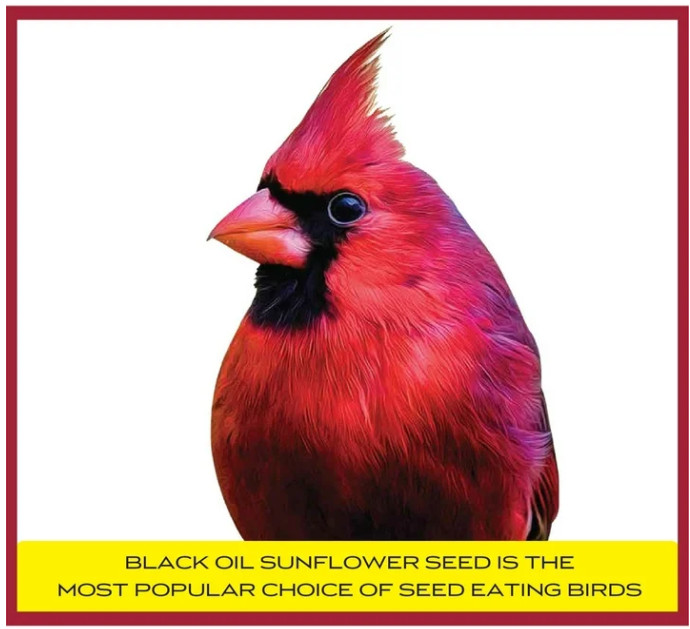 (3 pack) Pennington Select Black Oil Sunflower Seed Wild Bird Dry Feed, 10 lb.