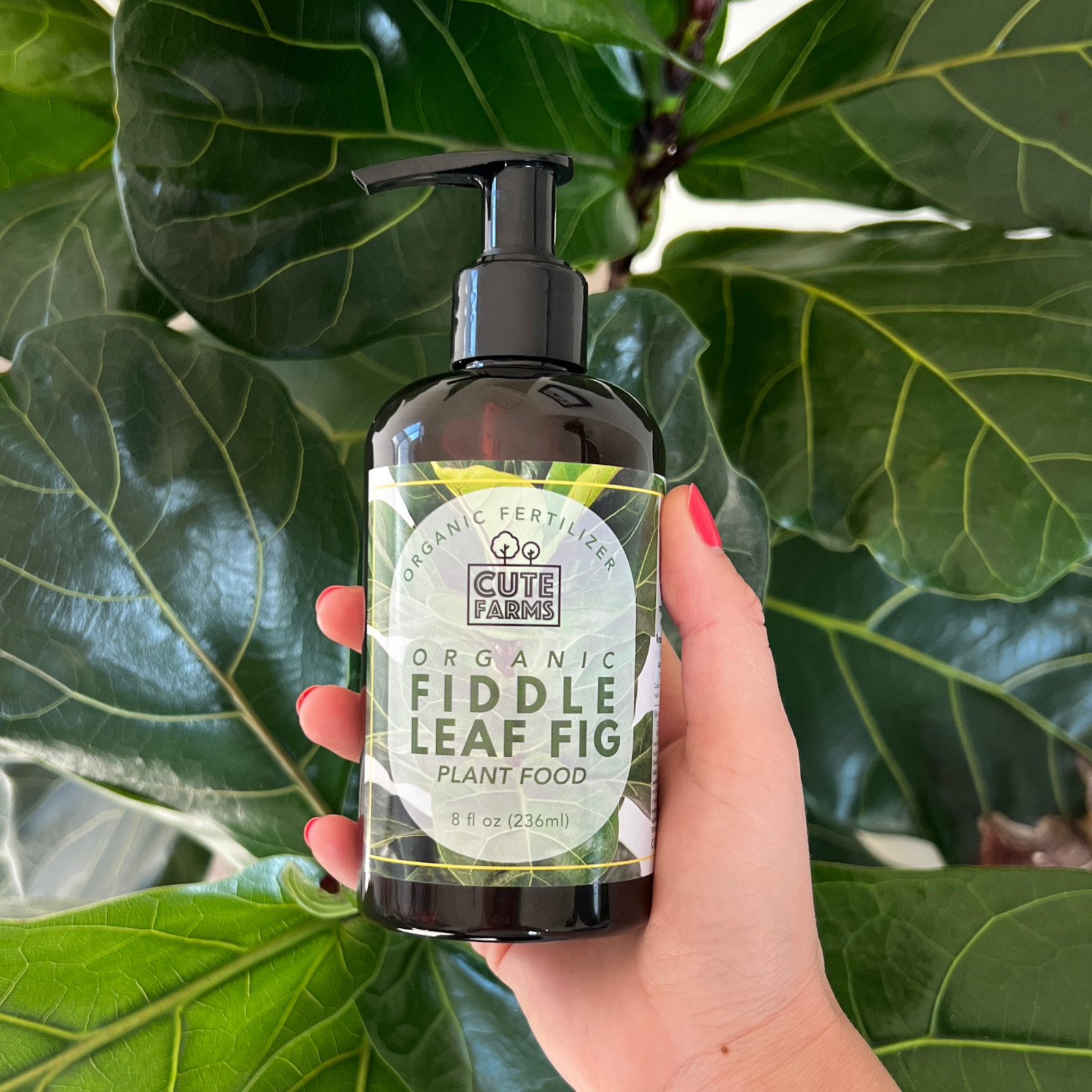 Organic Fiddle Leaf Fig Plant Food