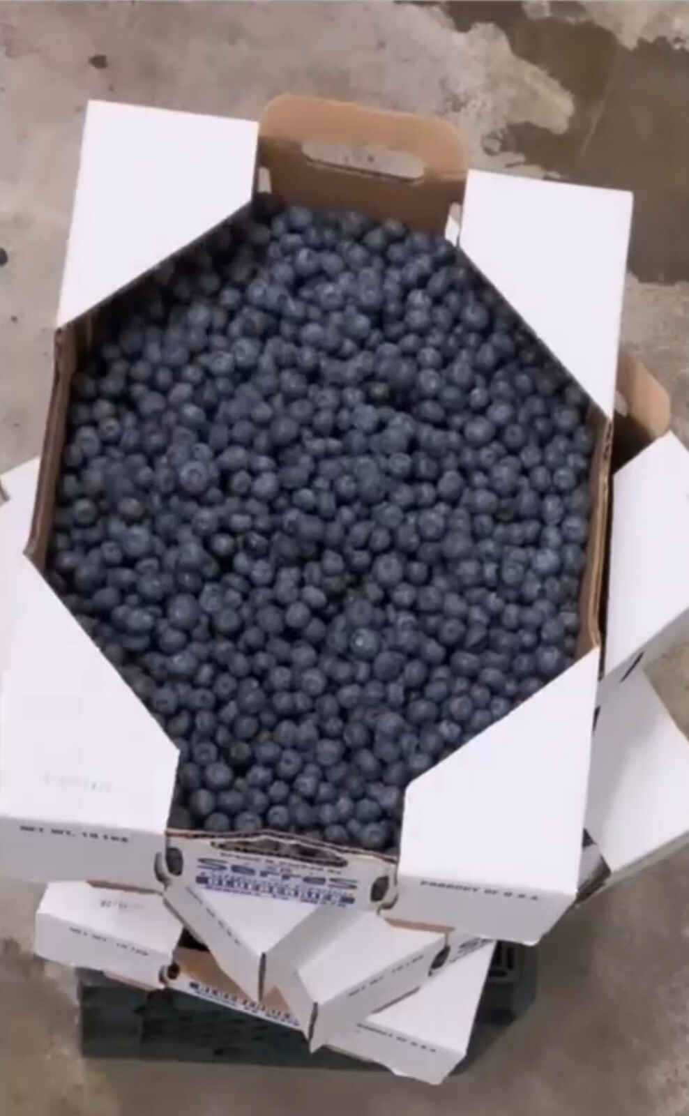 Live Blueberry Vinegar with the “Mother” as Fertilizer & Food Additive 1 L/34 oz
