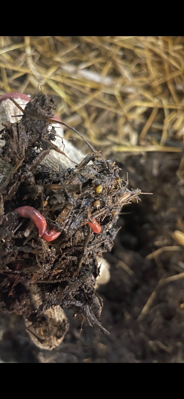 worm castings fertilizer bio & fungal active