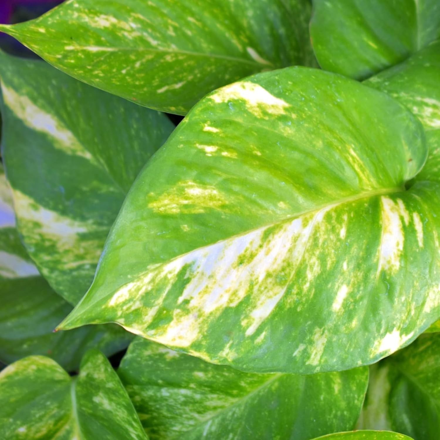 Professional Liquid Philodendron Plant Fertilizer | 3-1-2 Concentrate for Hou…