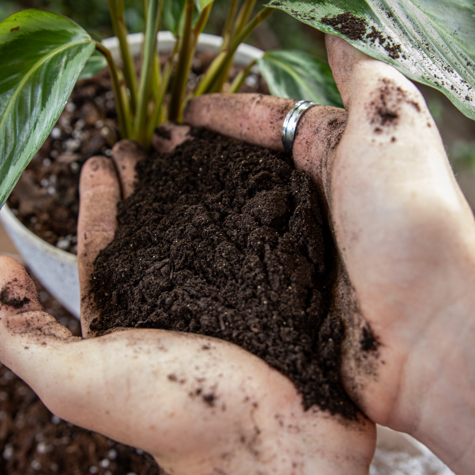 Organic Worm Castings- Premium Worm Castings with Kelp and Rock Minerals