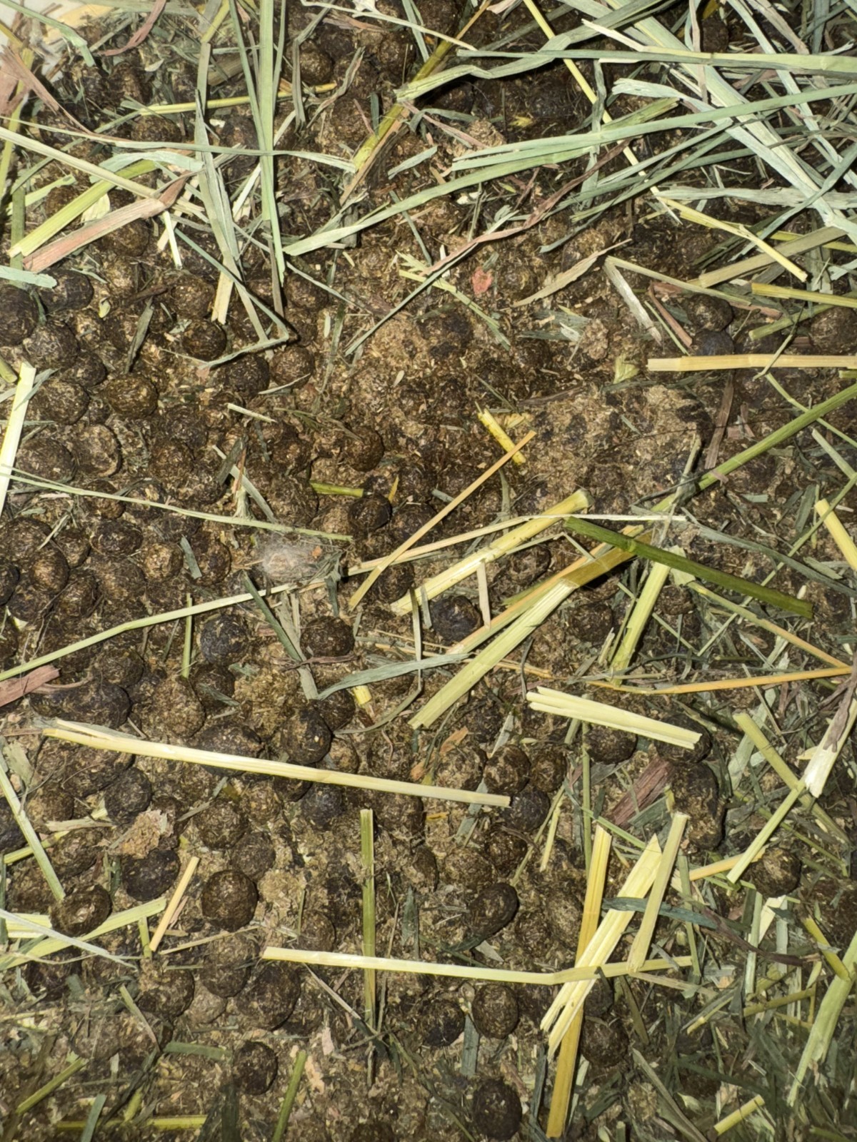 Organic Rabbit Manure/Compost- Various Sizes Available- Please Read Description!