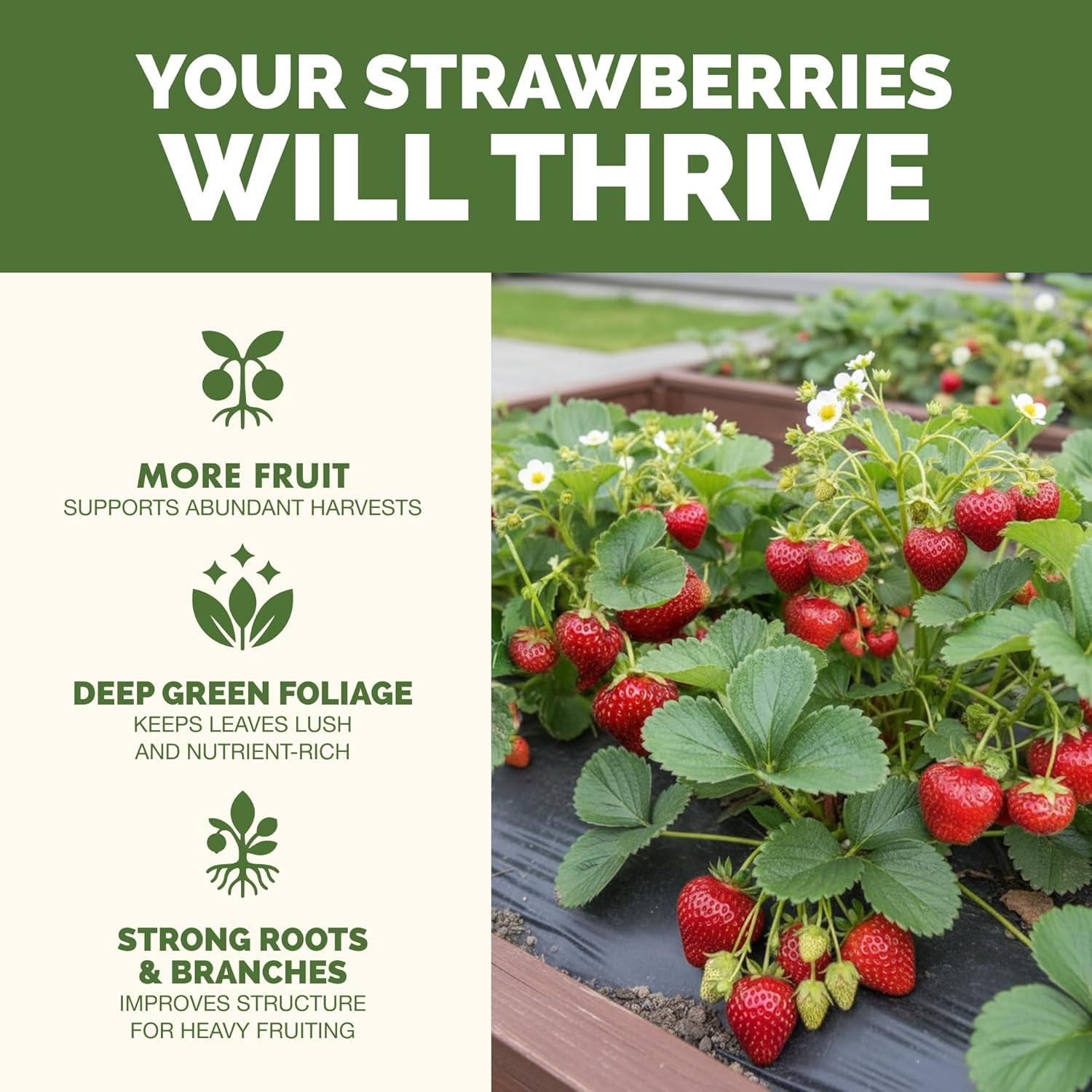 Strawberry Fertilizer – Liquid Plant Food for Better Flowering, Bigger Berries &