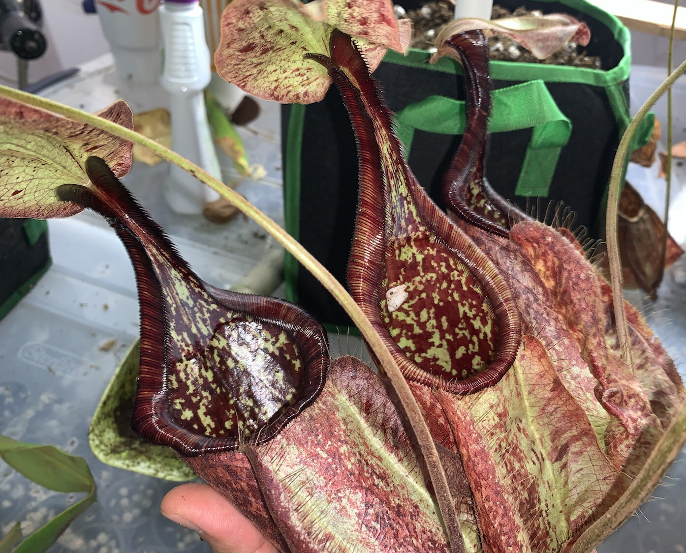 Nepenthes Slow Release Fertilizer Two Years supply for over 200 Neps Vigorous 🔥