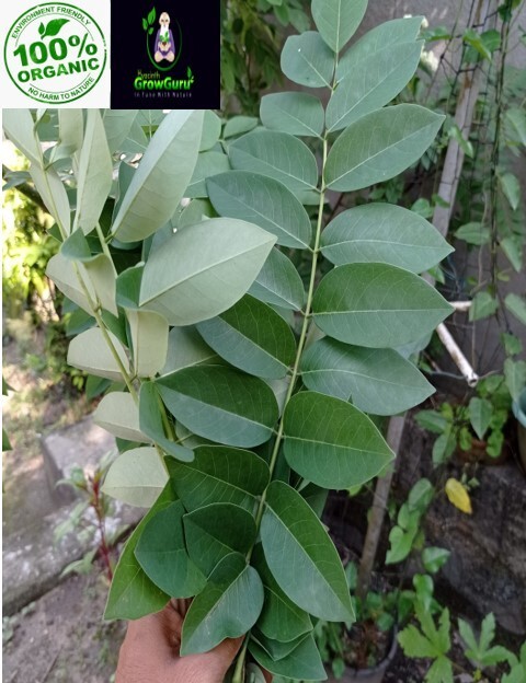 Ceylon Natural Quality Fresh Dried Gliricidia Sepium (Ginisiria) Leaves 200g