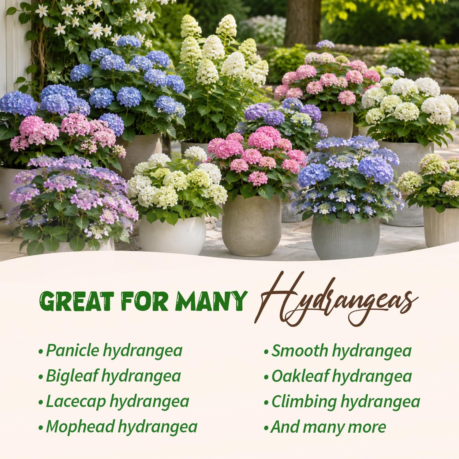 Organic Hydrangea Fertilizer, 8oz Makes 48 Gallons, Liquid Kelp Plant Food | …