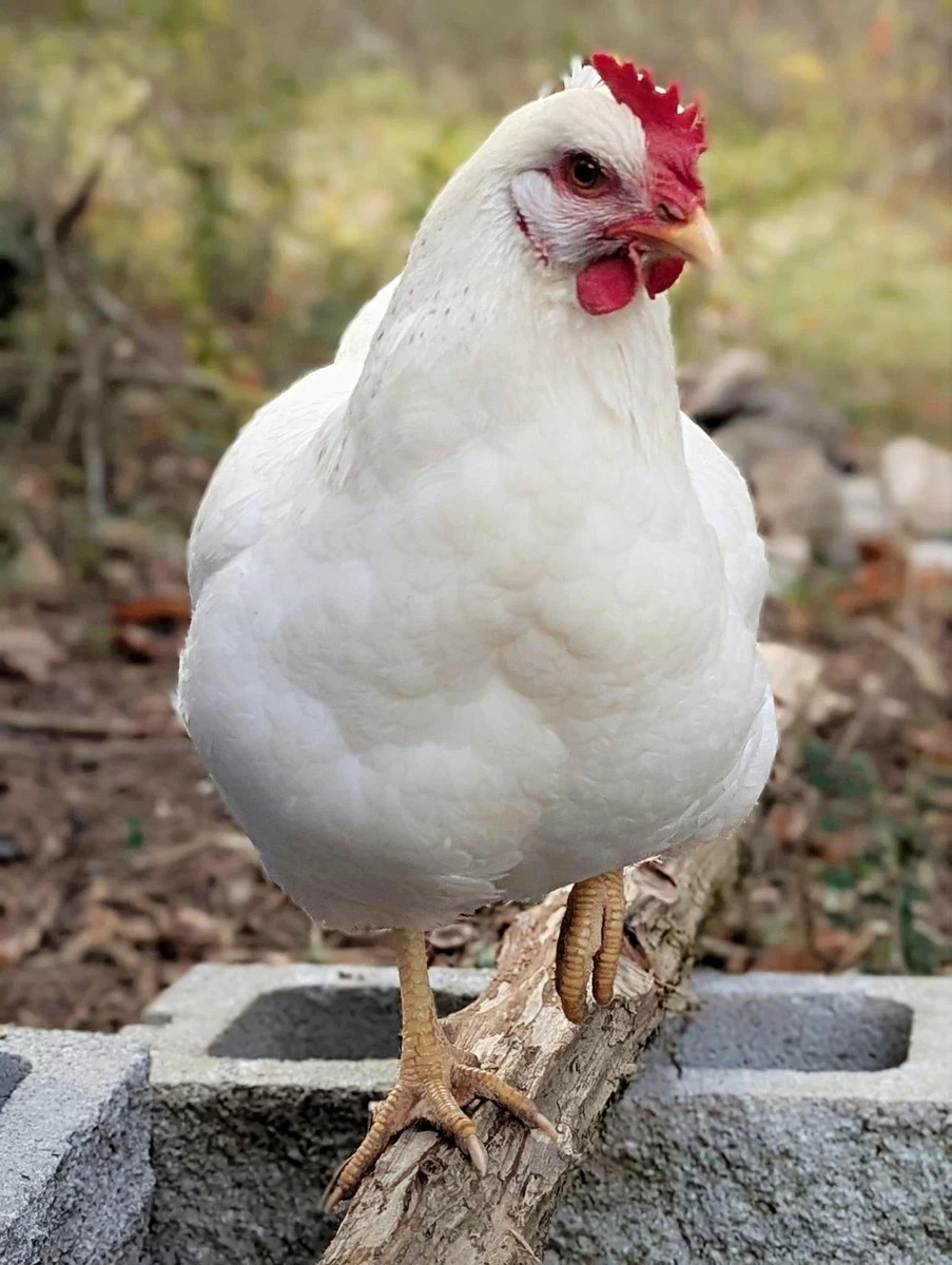 Restocking Crushed Egg Shells Free Range Garden Chicken Brown Vacuum Sealed Bag