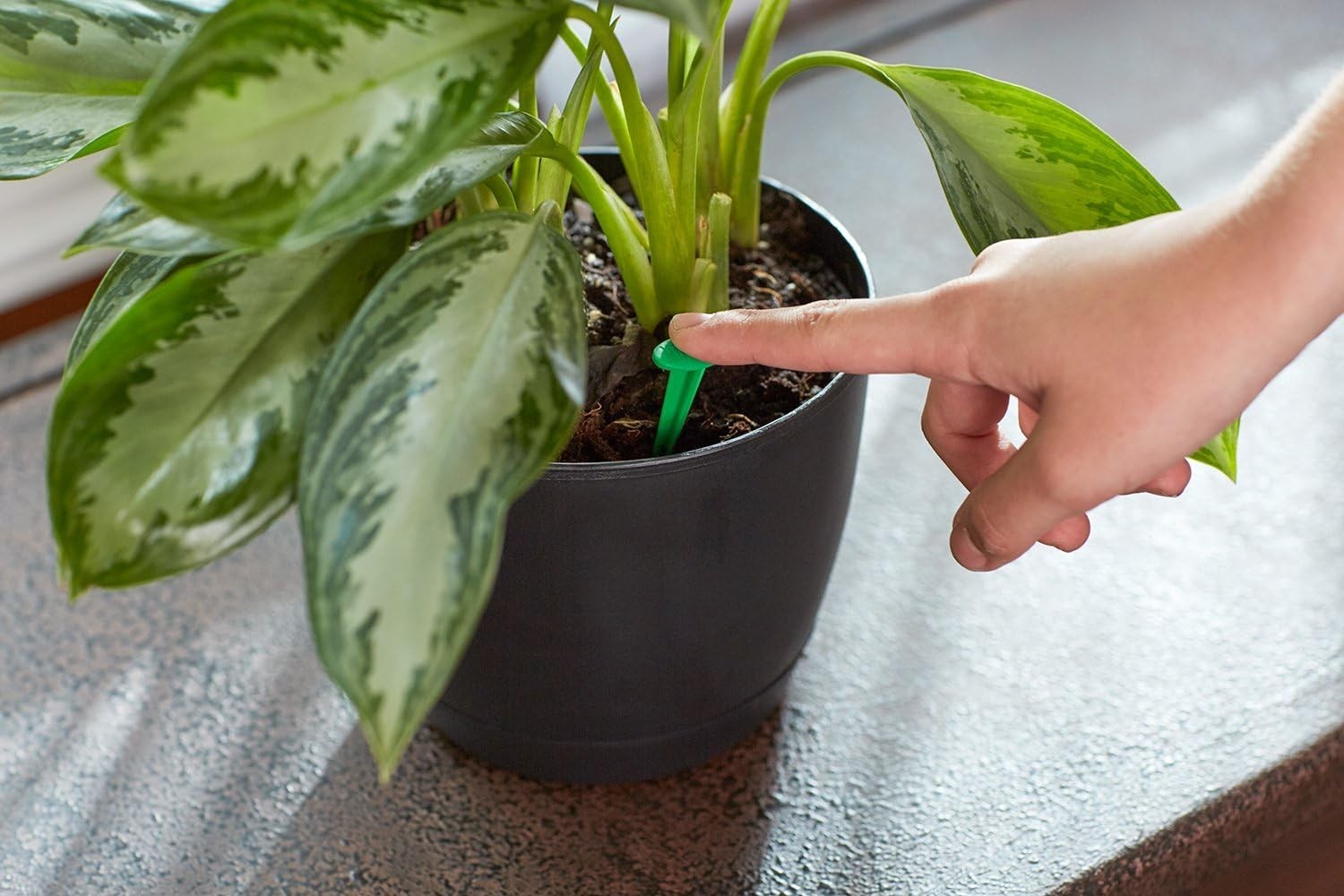 48 Indoor Plant Food Spikes – NPK 6-12-6, Continuous Nourishment for Houseplants