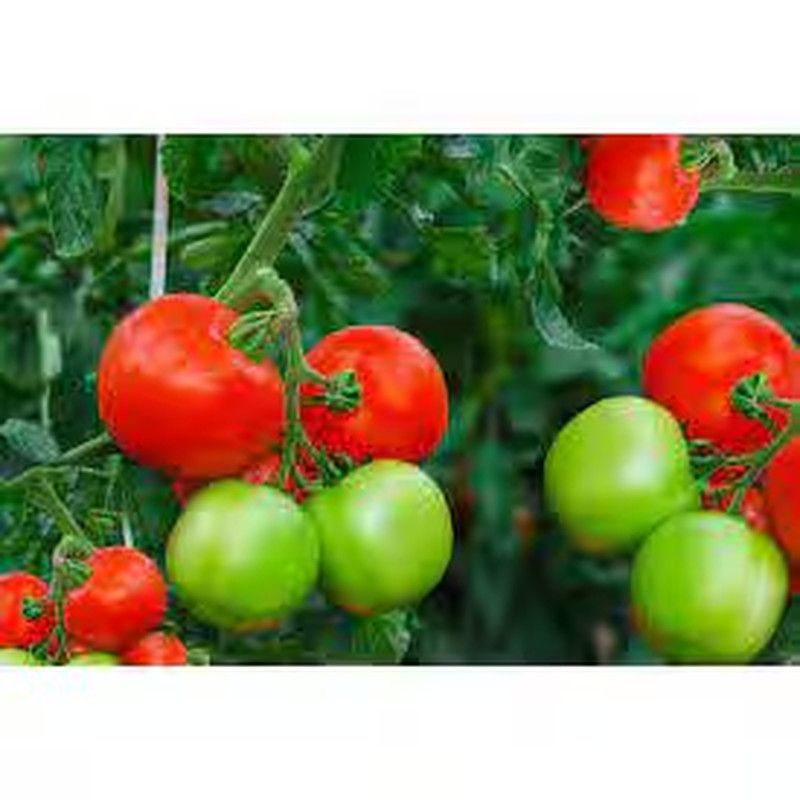 8 Qt. 100% Organic Worm Castings Tomato Blend