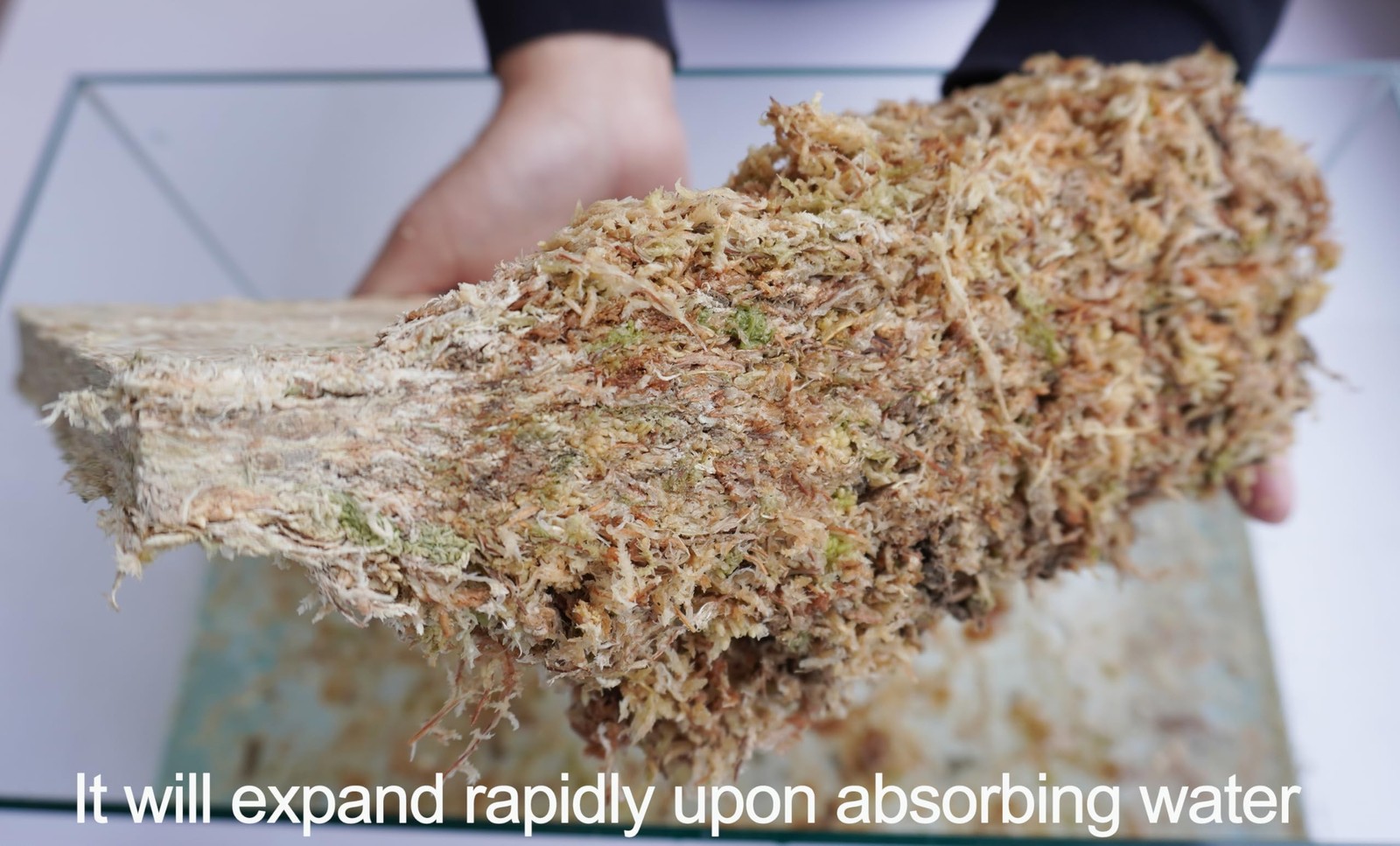 Sphagnum Moss 34QT for Plant Propagation, Great Orchid Potting Mix, Help with…