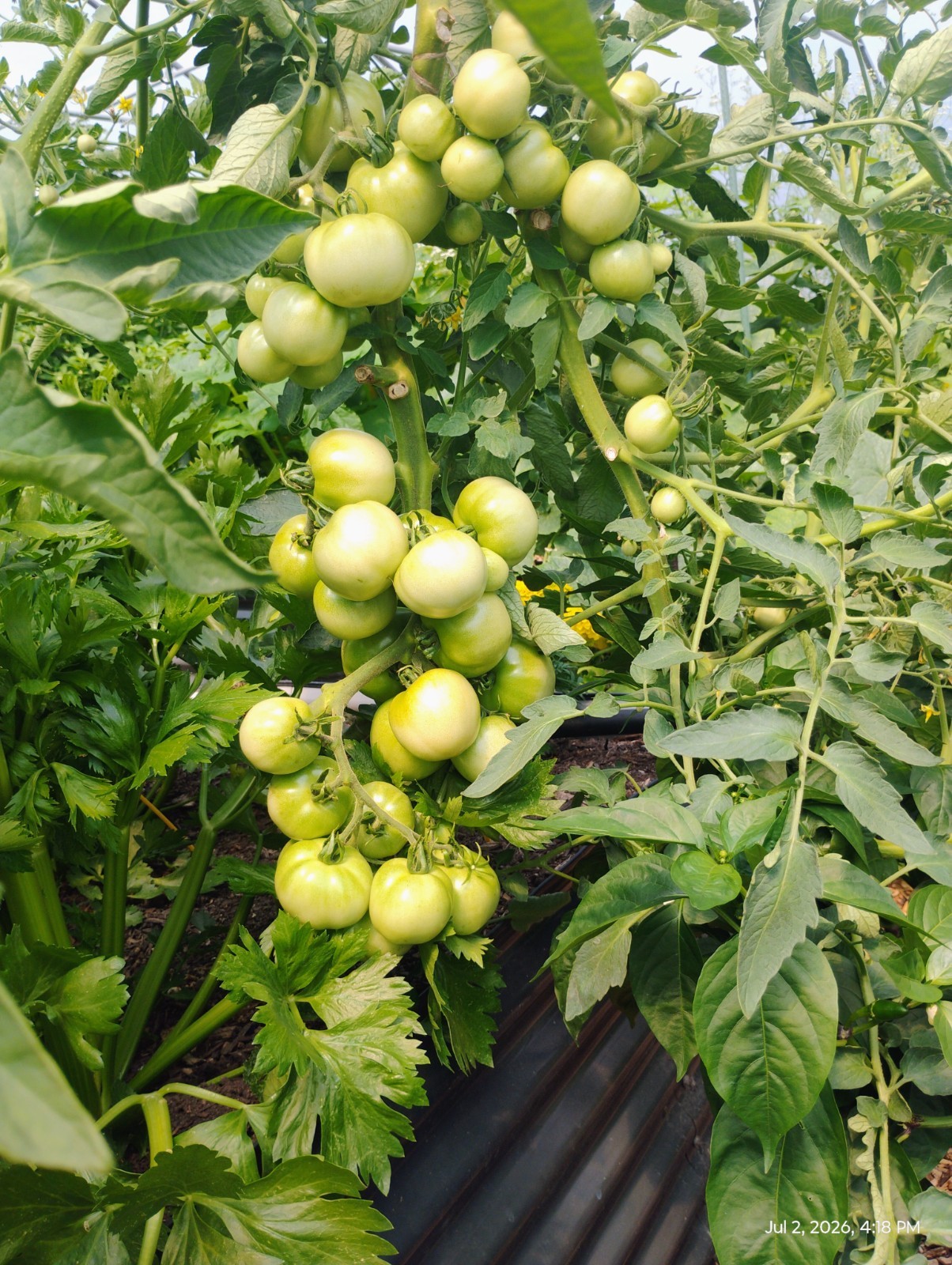 fertilizer Soft Rock Phosphate flour 0-14-0Big Flower, BigFruit Big Bud Builder