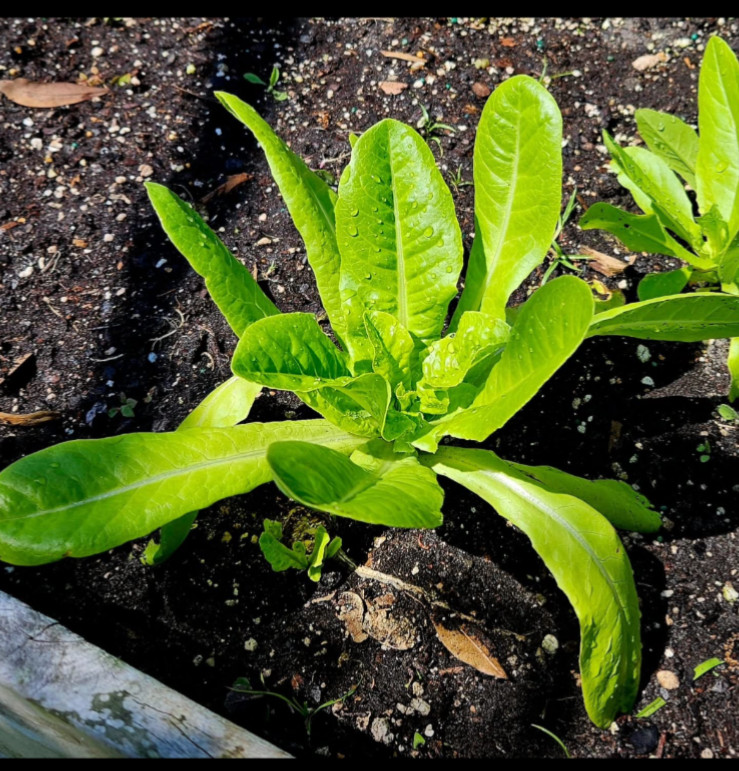 Fertilizer – Organic, Your Garden will ❤️❤️