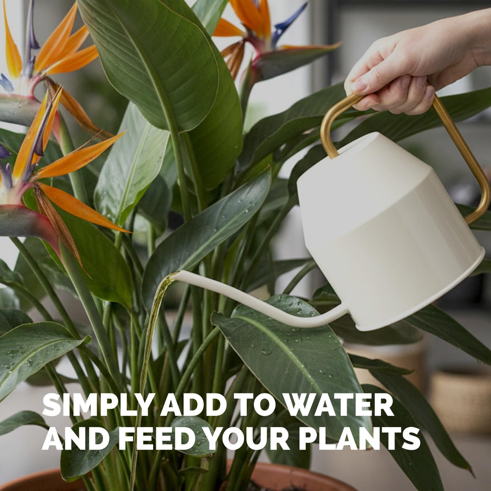 Liquid Plant Food for Bird of Paradise – Fertilizer for Bigger Leaves & Strong R