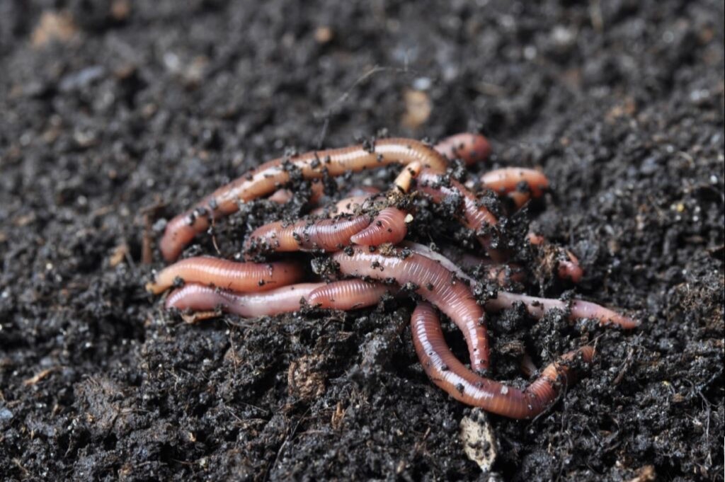 Premium Worm Castings 1.5 lbs – NO FILLERS! | Fast Shipping | Healthy Soil