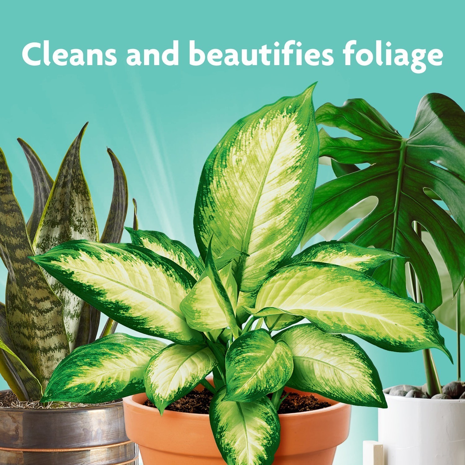 Miracle Gro 8 fl oz Leaf Shine