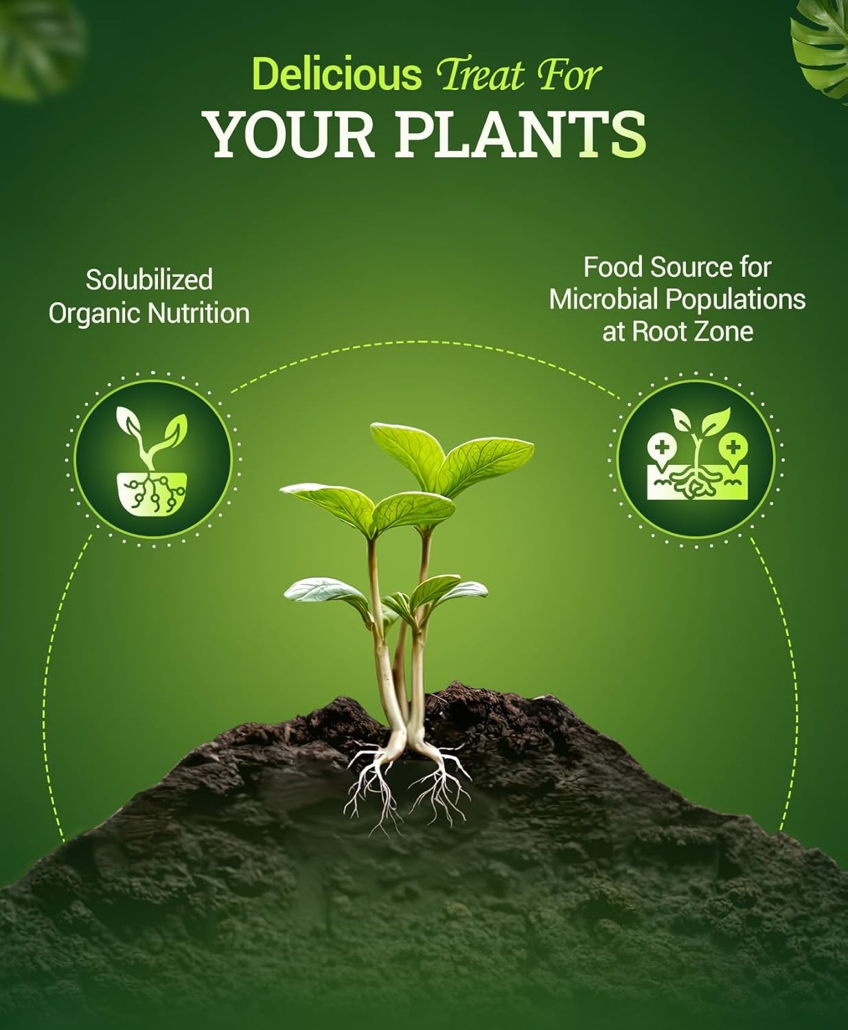 Bush Doctor Bembé Sweet & Dandy Liquid Plant Fertilizer – Complex Nutrient Blend