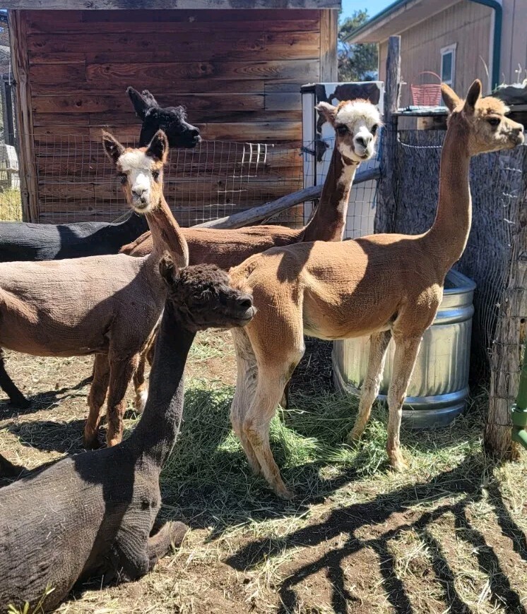✨️Organic Premium Alpaca Manure Poop! Great For Your Garden🌱 5lbs