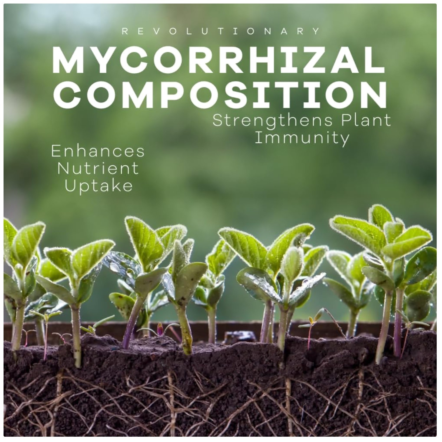 Mycorrhizal Fungi Granules – Nutrient Absorption Booster