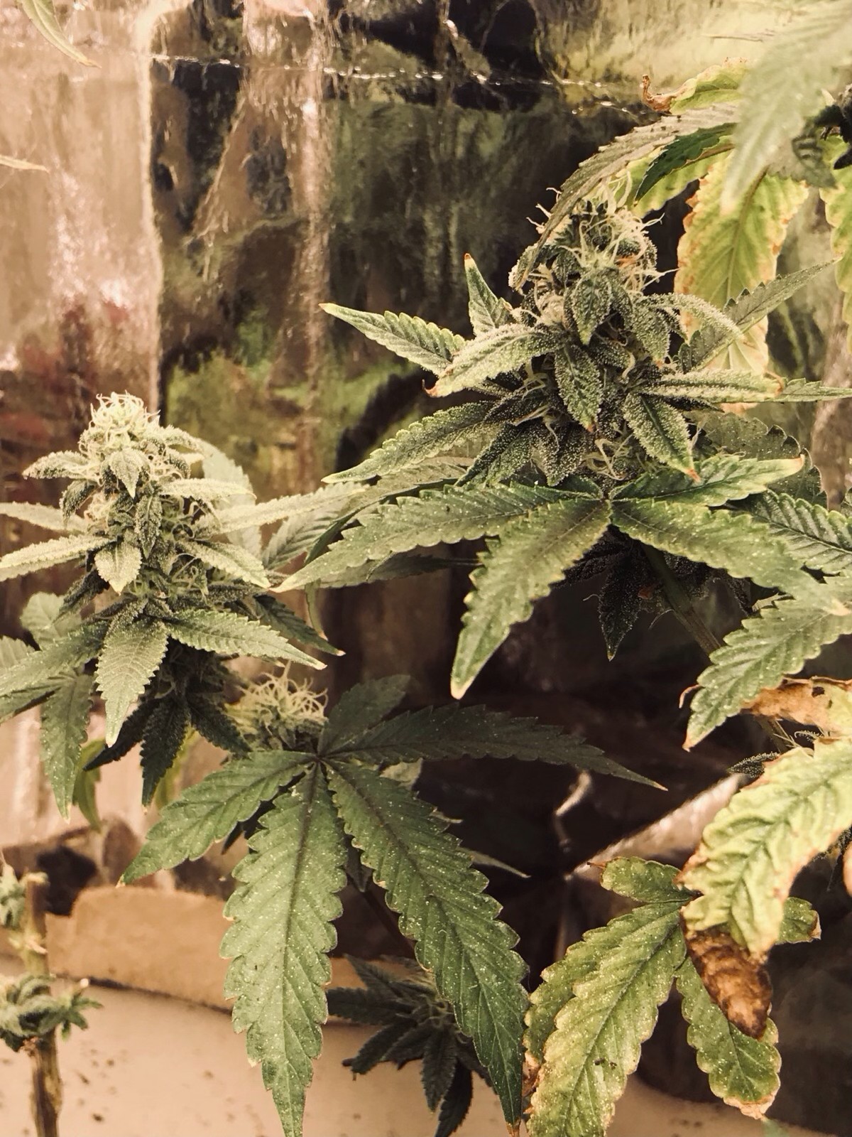 FoxFarm Cultivation Nation Flower & Veggie 150g Each & Bud Builder Protein FREE