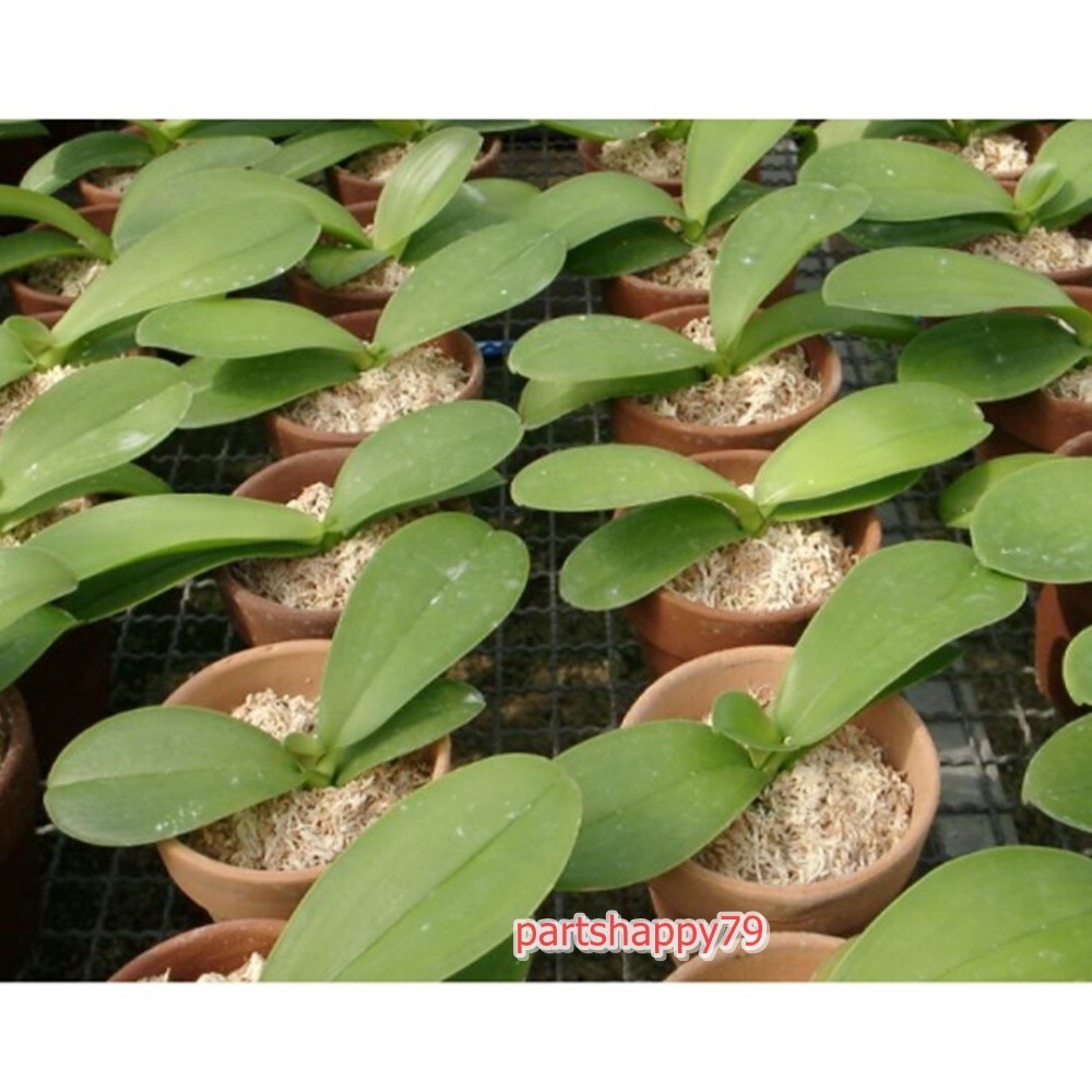 Spagmoss Sphagnum Moss New Zealand Besgrow Loaf Classic Orchid Plant Fiber 3 pcs