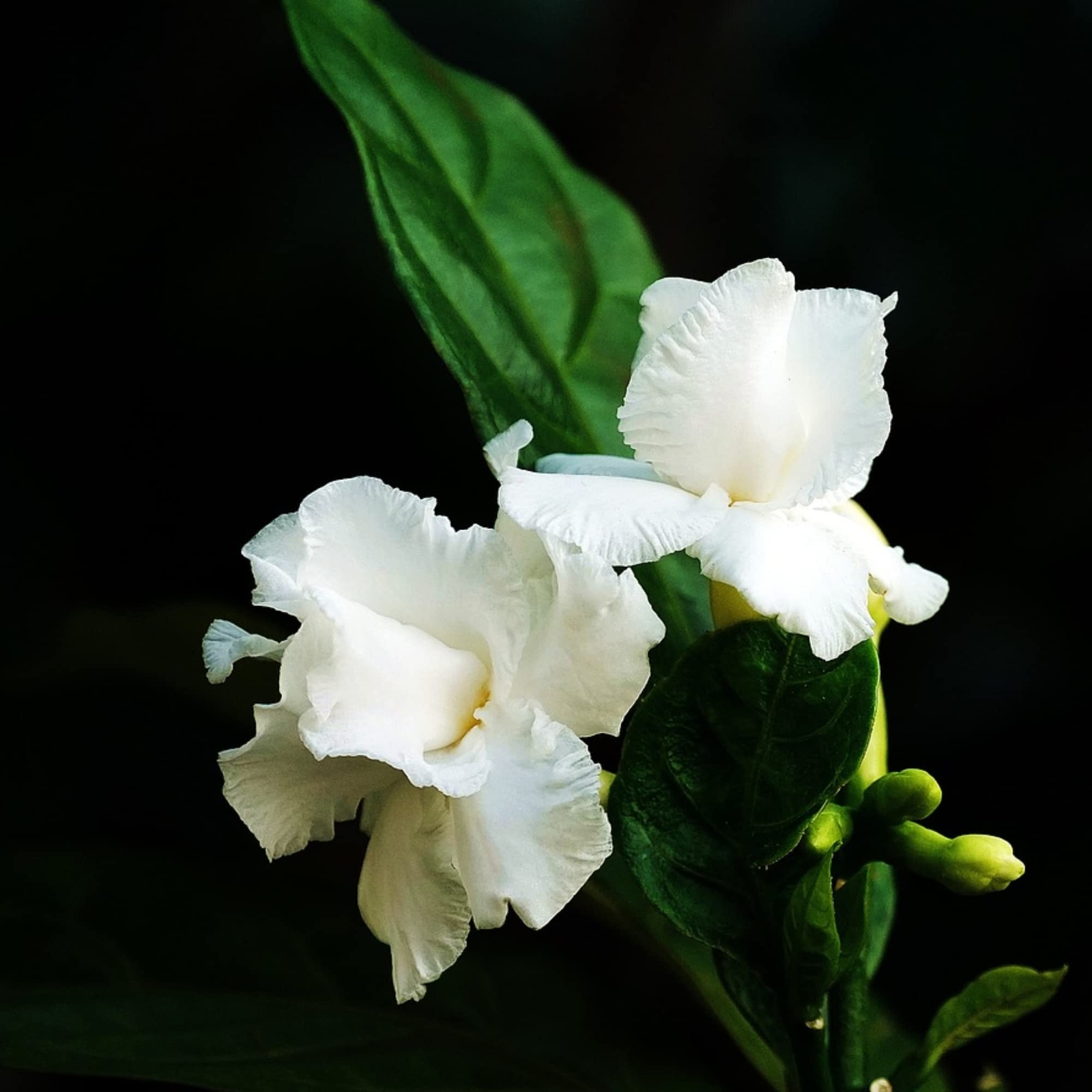 Liquid Gardenia Plant Fertilizer 3-1-2 – Flowering Plant Boost