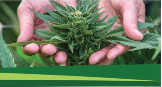 Organic Fish Fertilizer – For Hemp: That is Less Than $.56 Per Gallon !
