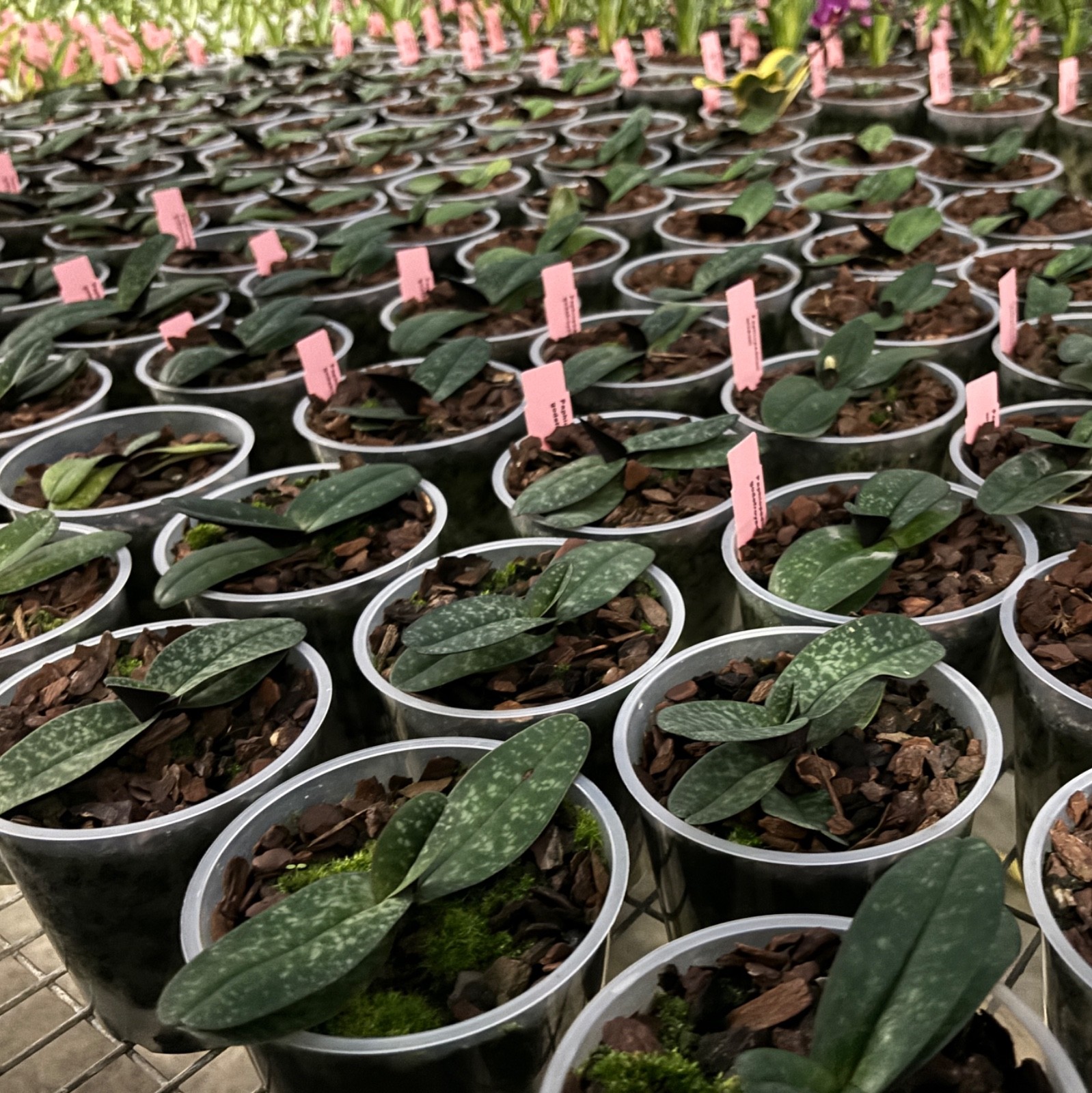 8 oz MSU ALT ORCHID Fertilizer 13-15-19 Reverse Osmosis tap water Nepenthes