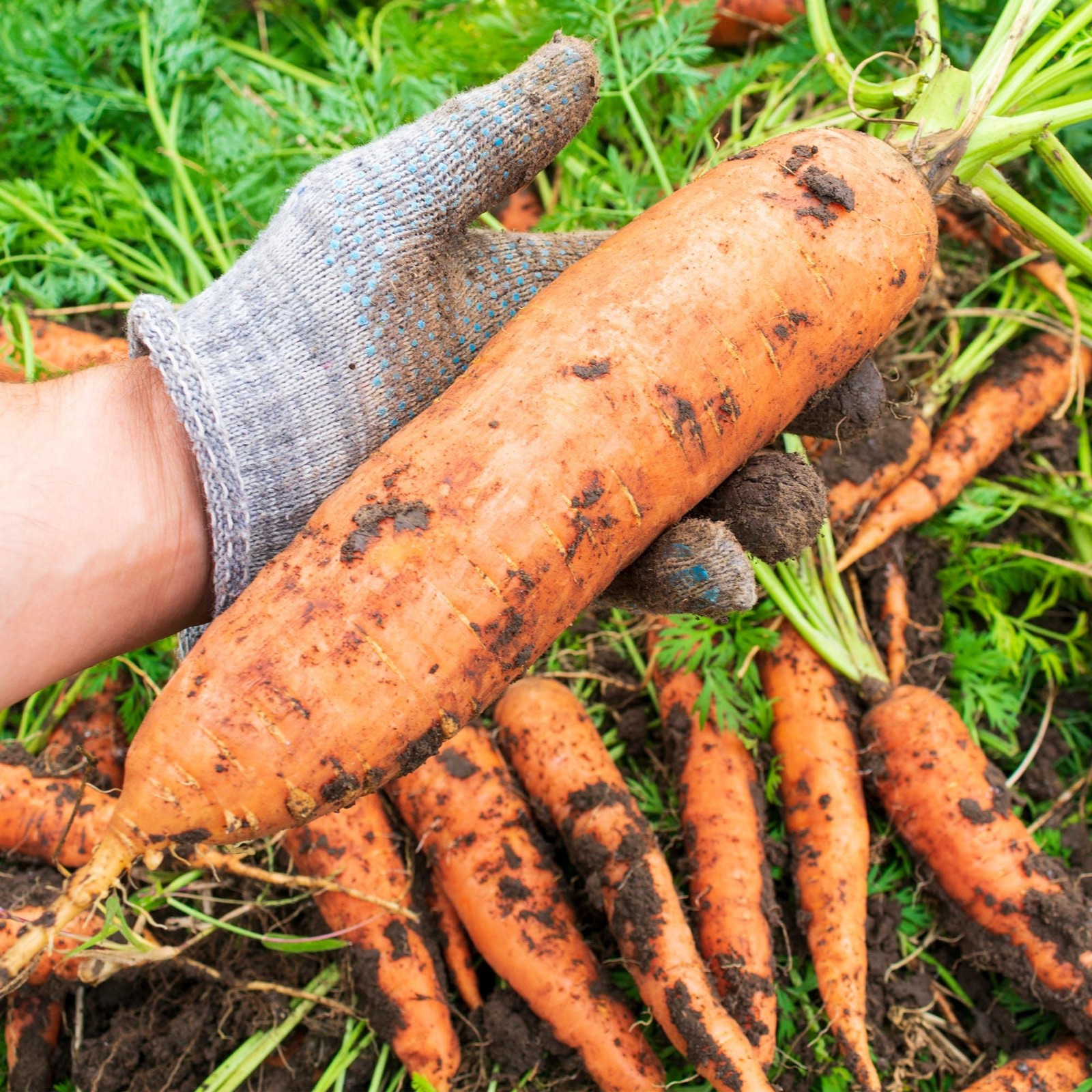 Big A Carrot Fertilizer and Root Vegetable Fertilizers – Premium Fertilizer f…