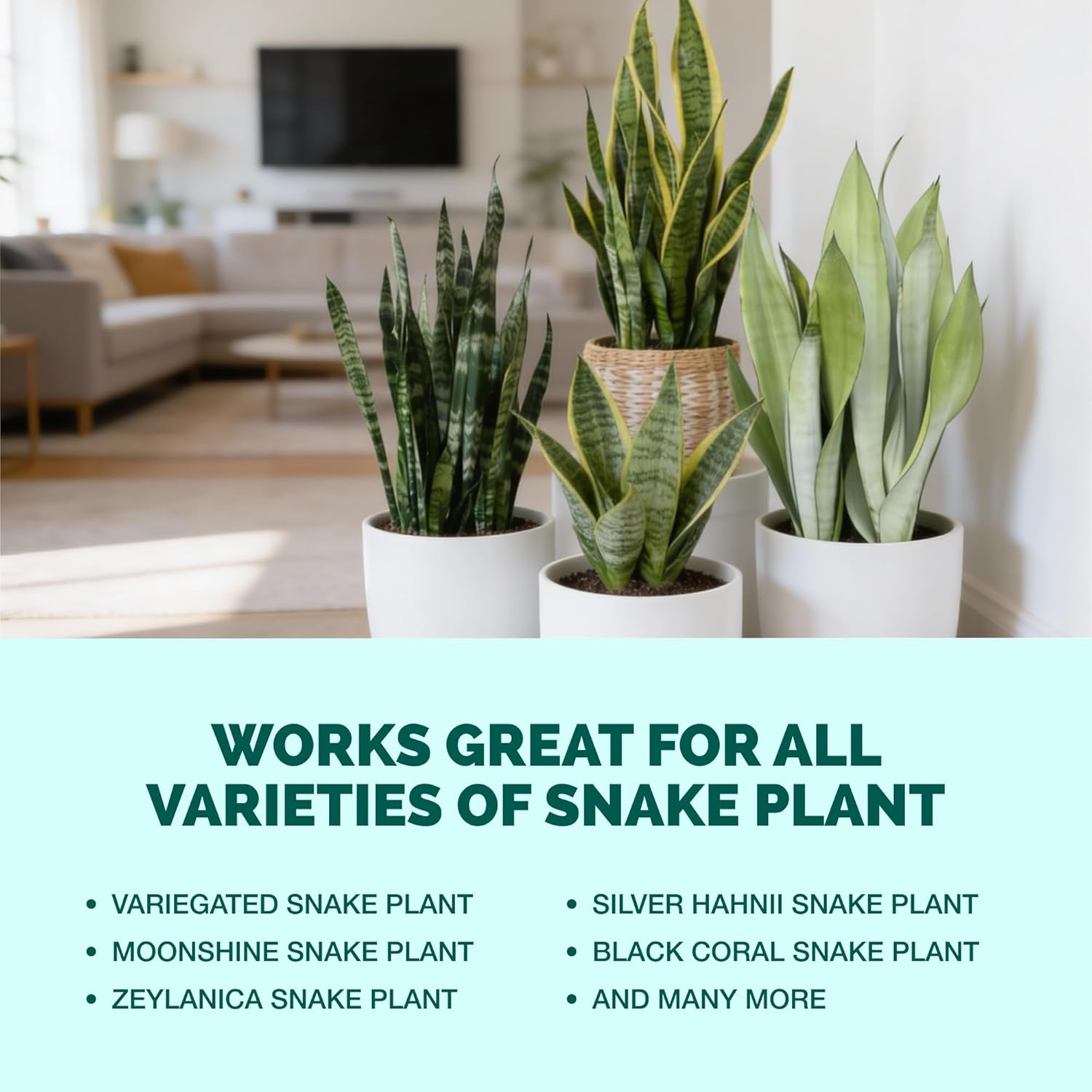 Snake Plant Fertilizer – Liquid Plant Food for Upright Growth, Strong Roots & Ri