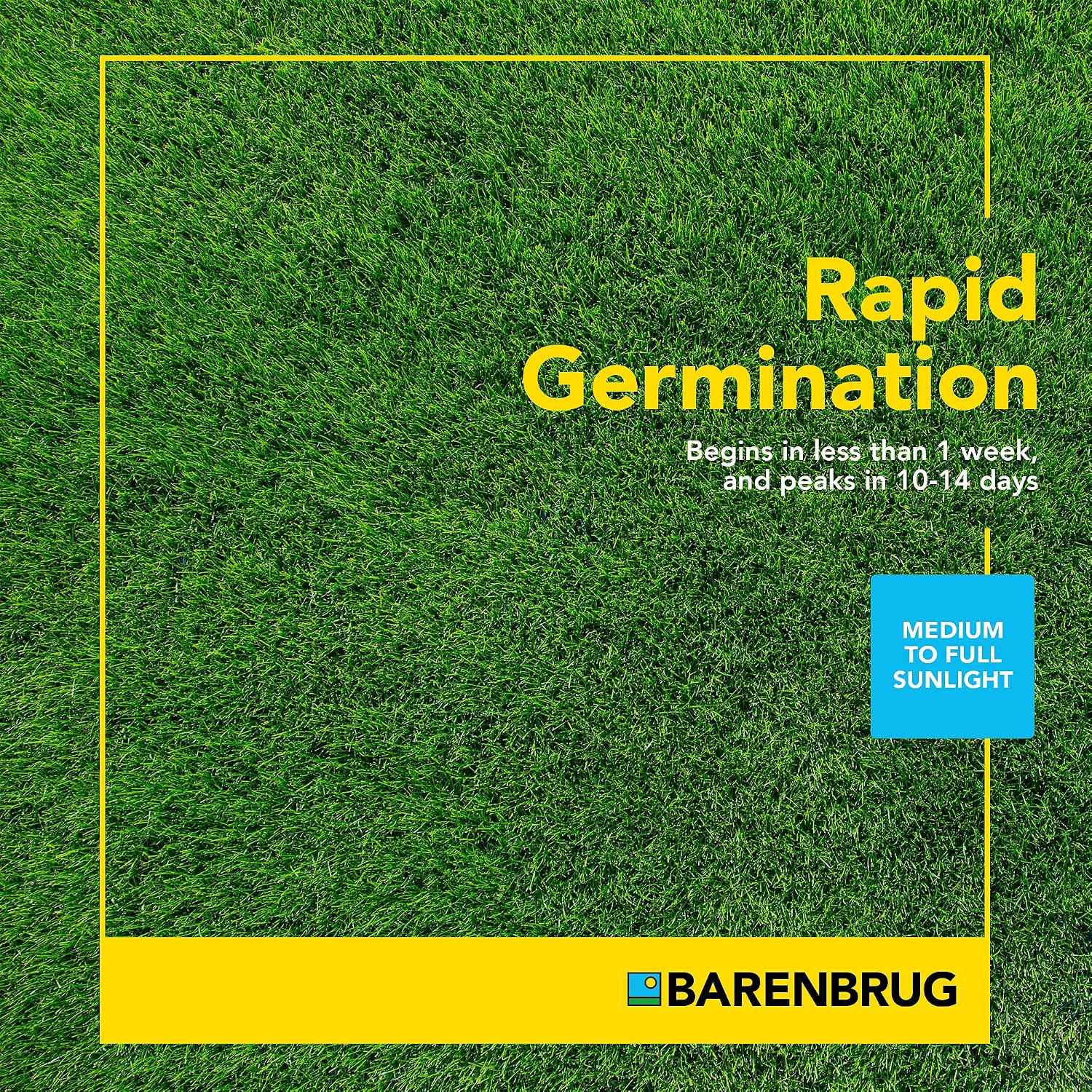 Turf Star Regenerating Perennial Ryegrass Lawn Seed with Yellow Jacket Seed Coat